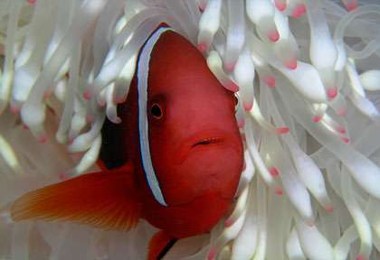 Plongée à Layang Layang