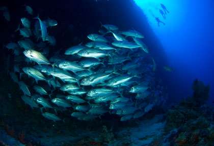 Plongée à Layang Layang à Bornéo