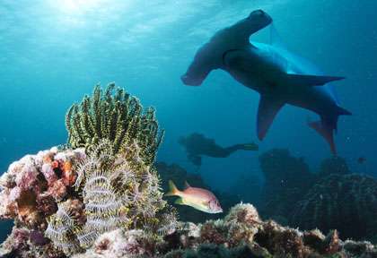 Requin marteau en Malaisie