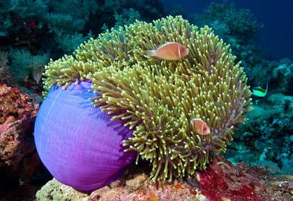 Anémone en plongée à Bornéo
