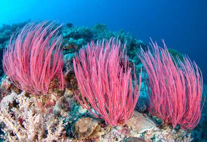 Corail en plongée à layang layang