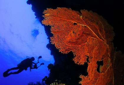 Gorgone à Layang Layang en plongée