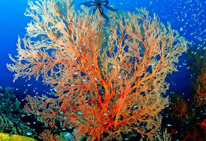 Voyage plongée à Lankayan