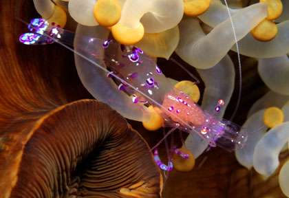 Crevette en plongée à Puerto Galera