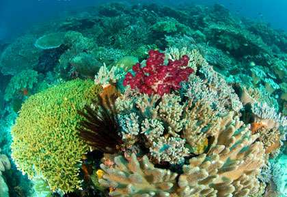 Plongée à Raja ampat