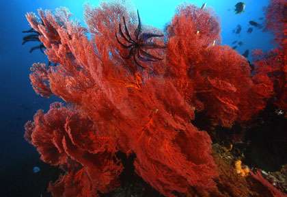 Plongée à Raja ampat
