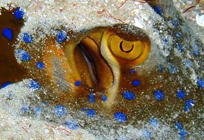 Raie pastenague à point bleu à Pemba en Tanzanie