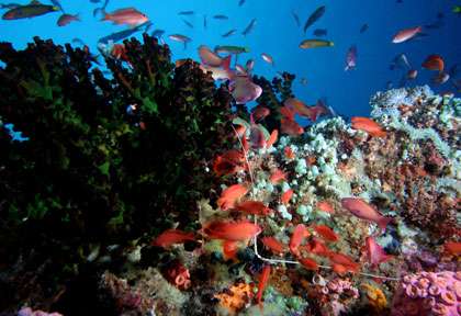 Voyage plongée à Bohol