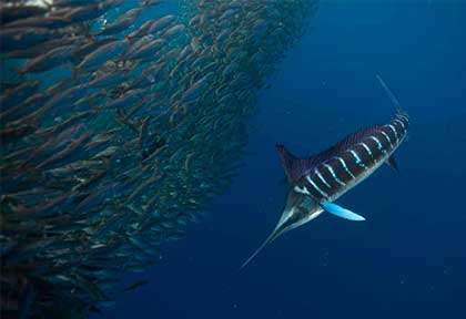 Sardine Run au Mexique