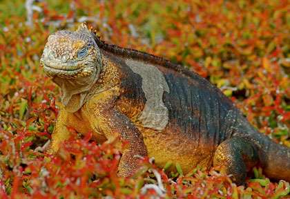 Iguane des Galalpagos