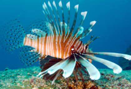 Poisson lion aux Seychelles