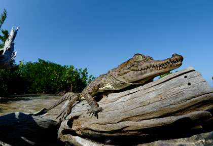 caiman au Honduras