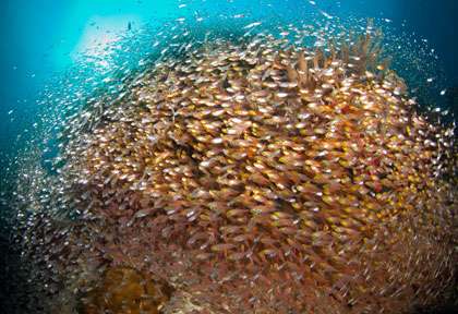 Plongée Halmahera