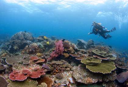 Plongée Raja ampat