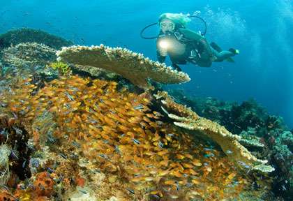 Plongée Raja Ampat