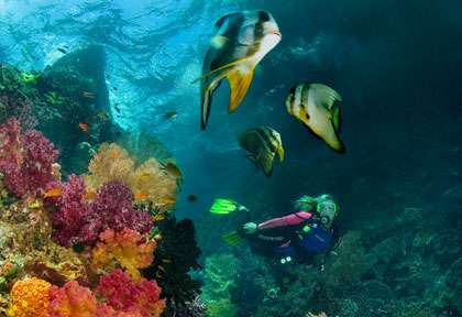 Plongée à Raja Ampat