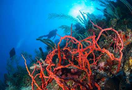 Plongée à Glover’s reef