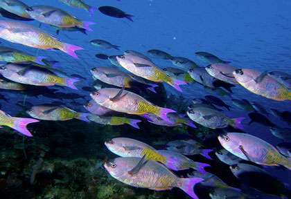 Plongée au Belize