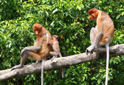Sukau Rainforest - Sabah - Borneo - Malaisie © Christ Dearden