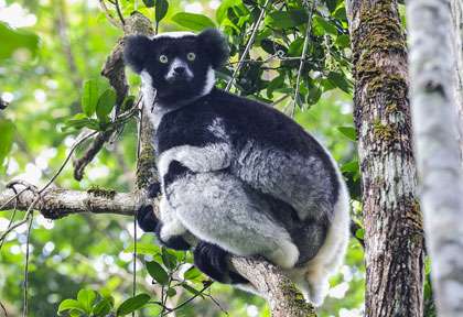 Lémurien Indri à Madagascar