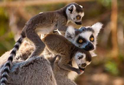 Lémurien à Madagascar