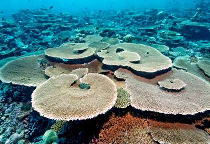 Jardin de corail aux Maldives