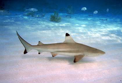 requin aux Maldives