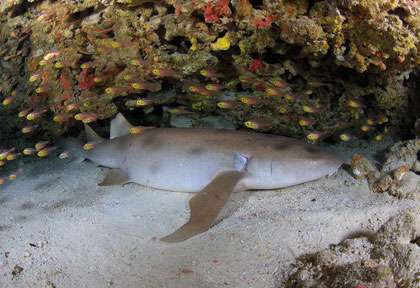 Requin aux Maldives