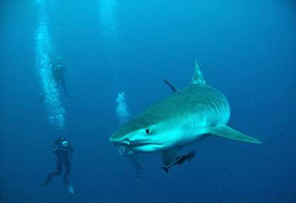 Plongée requin tigre en Afrique du Sud