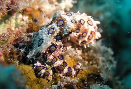 Blue Ring Octopus en plongée à Sipadan