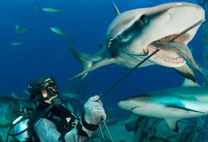 Shark feeding à Nassau