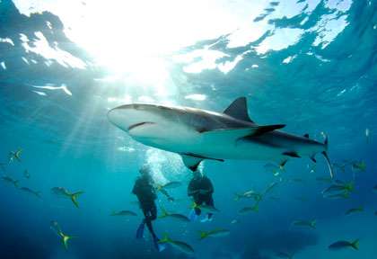 Plongée requins à Nassau