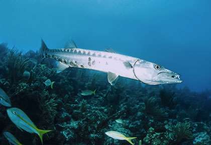 Grand Barracuda en Plongée à Cuba