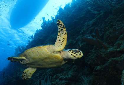 Tortue plongée Cayman Brac