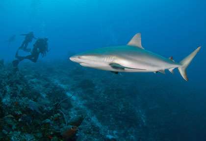 requin en plongée à West Caicos