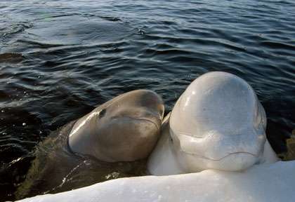 Plongée avec les Belugas en Russie