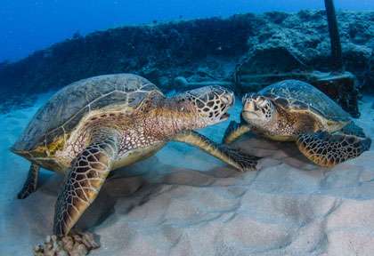 Les tortues de Oahu