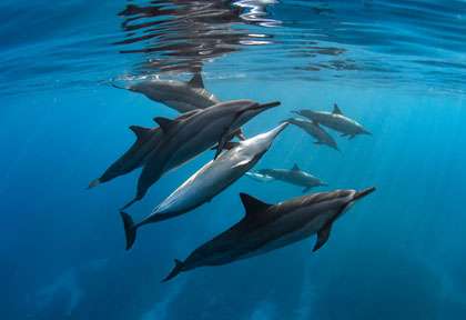 Les dauphins de Hawaii