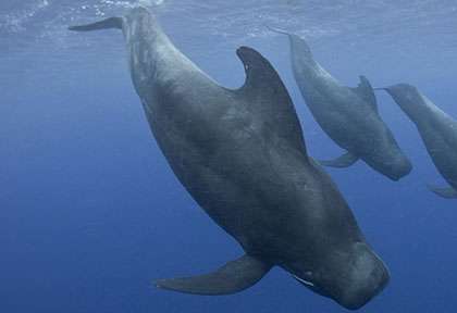Baleines aux Iles Fidji