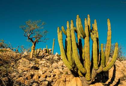 Cactus Baja California