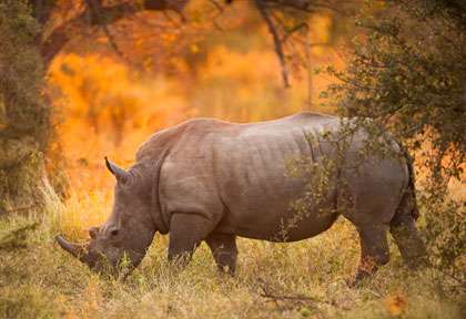 Rhinoceros park Kruger © Shutterstock - E2dan