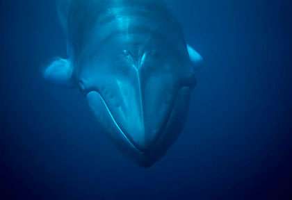 Baleine de Minke en Australie