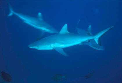 Requins des Maldives