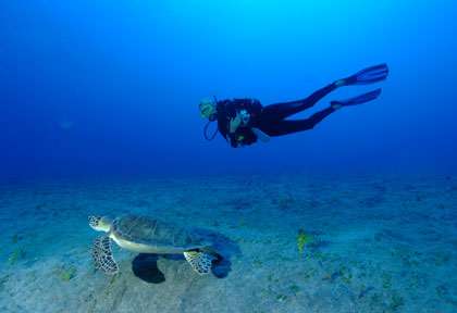 plongeur et tortue en plongée à St Eustache