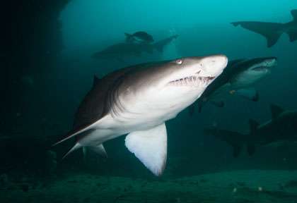Raggies - San Tiger shark