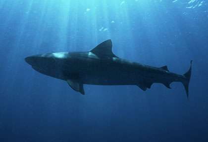 requin obscur