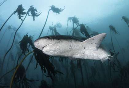 requin plat-nez en Afrique du Sud