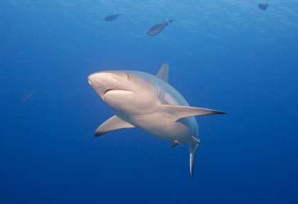 Requins aux Maldives