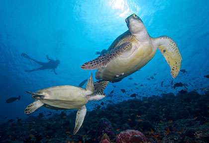 Les tortues des Maldives