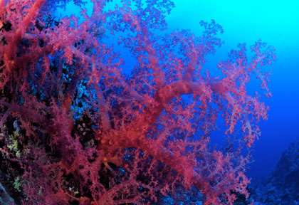 Corail en plongée en Mer Rouge